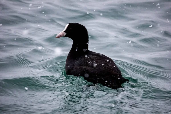 Canard Noir Nage Sur Les Vagues Mer Noire Hiver Neigement — Photo