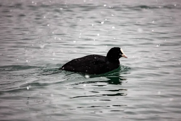 Black Coot Duck Swims Waves Black Sea Winter Snowing — Stock Photo, Image