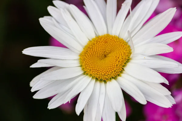 Margaritas Prado Jardín Con Hermosos Pétalos Blancos Flores Blancas Plena — Foto de Stock