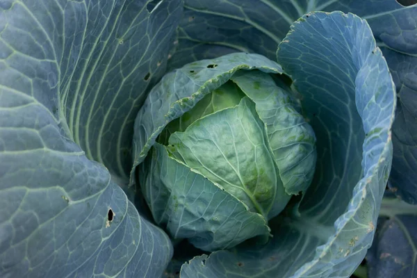 Agriculture. Healthy food for humans. Growing cabbage. White cabbage grows in the garden .