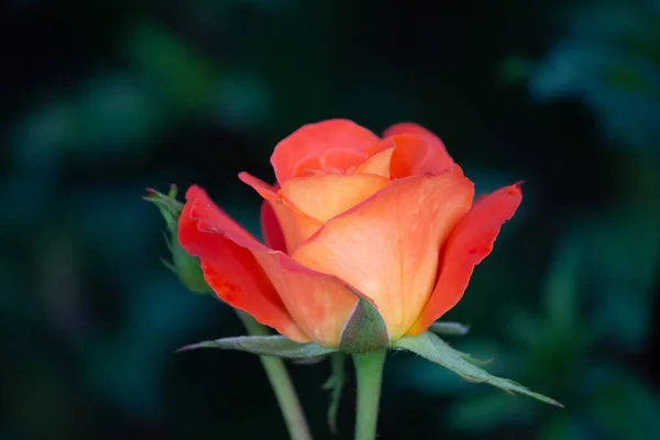 Rose Bright Orange Color Close Garden — Stock Photo, Image