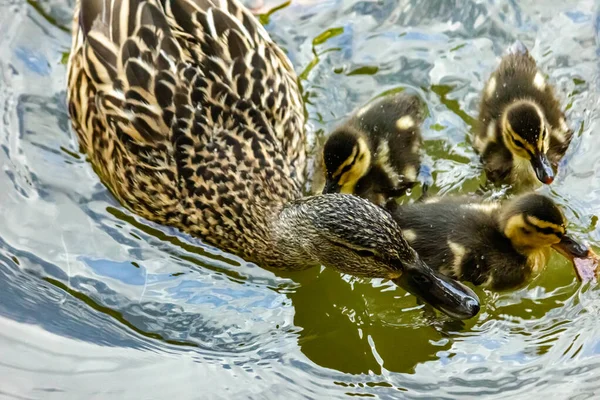 Pato Selvagem Com Descendência Mallard Fêmea Com Patinhos Lago — Fotografia de Stock