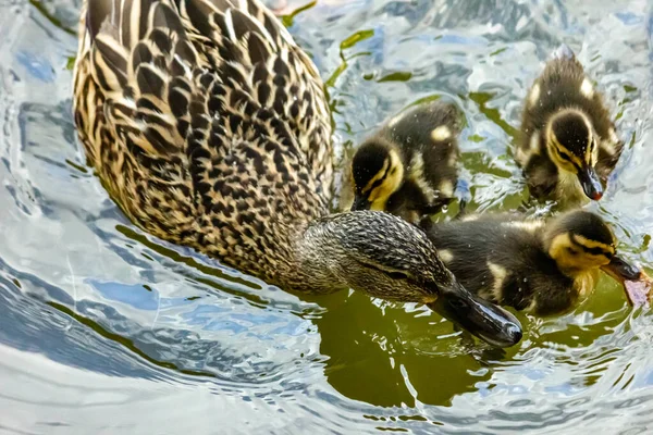 Wildenten Mit Nachwuchs Stockenten Weibchen Mit Küken Auf Dem See — Stockfoto