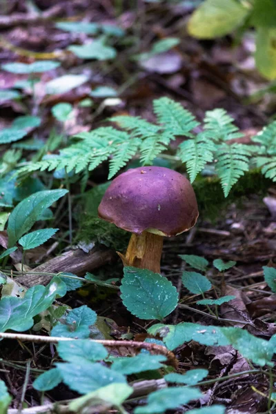 Weißer Pilz Oder Steinpilz Ein Pilz Aus Der Gattung Borovik — Stockfoto