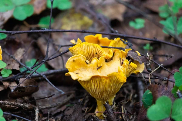 Common chanterelle, or real chanterelle, or Cockerel is a species of mushrooms of the chanterelle family.