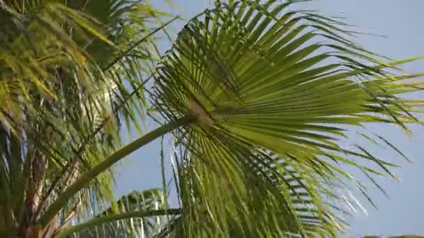 绿色明亮的棕榈叶在风的天空背景 — 图库视频影像