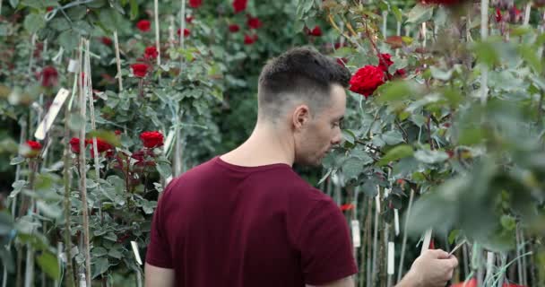 Człowiek w ogrodzie kontrole Tagi na kwiaty — Wideo stockowe