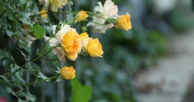 Bush sarı gül çiçek sulama
