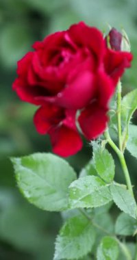 Bush büyük kırmızı gül çiçek