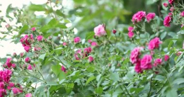 Bush birçok pembe gül çiçek