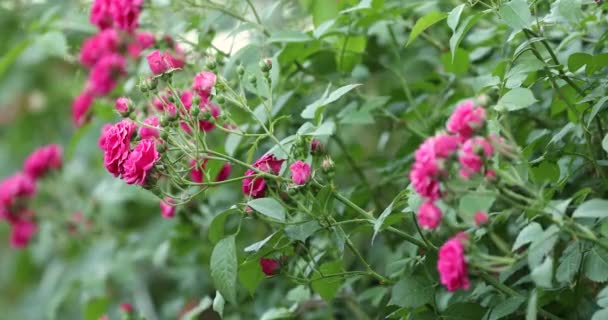 Muitas rosas cor-de-rosa flor no arbusto — Vídeo de Stock