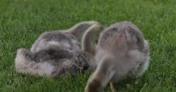 Little gooses eating grass — Stock Video