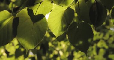 Yeşil yaprakları yumuşak yaz Rüzgar güneş patlaması