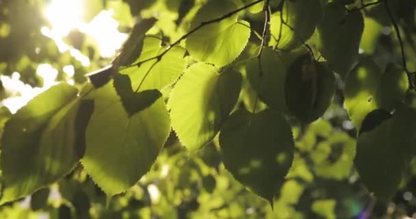 Feuilles vertes dans le vent doux d'été — Video