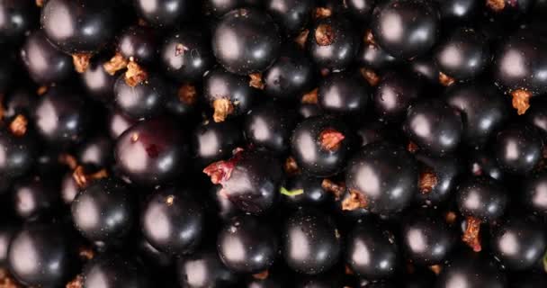 Чорна смородина крупним планом обертається вид зверху, здорове харчування, вегетаріанська їжа — стокове відео