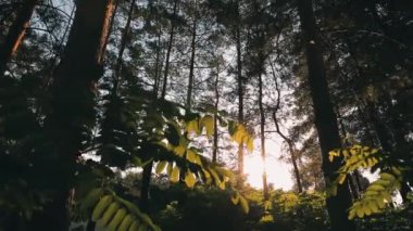 Çam ormanı içinde güneş ışığı, steadicam görüntüleri