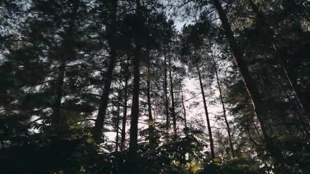 Floresta de pinheiros da manhã, imagens de steadicam — Vídeo de Stock