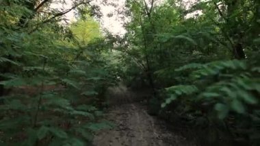 POV, sık çam ormanı yürüyüş