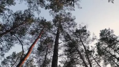 Vahşi bir ormandaki çam ağaçları