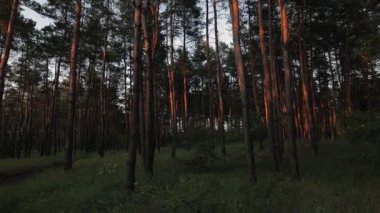 POV, sık çam ormanı yürüyüş