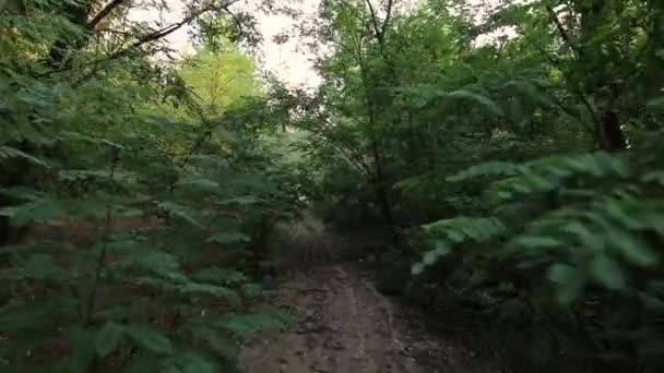 POV, marche à travers une forêt dense de pins — Video