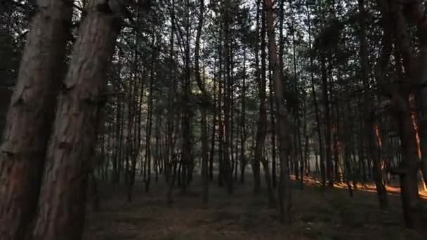 POV, procházka hustým borovým lesem