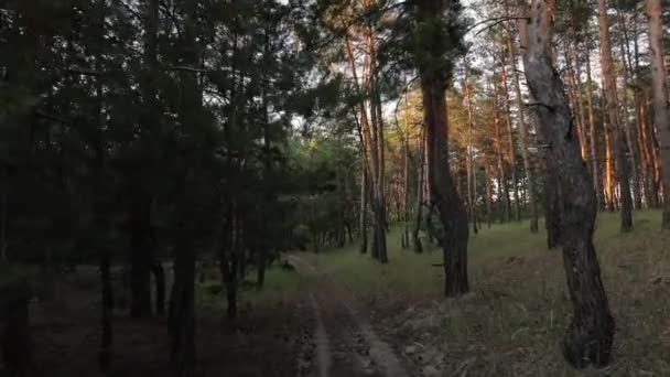 POV, caminar a través de un denso bosque de pinos — Vídeo de stock