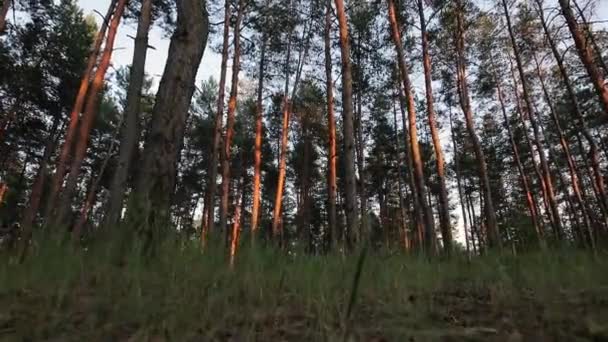 POV, petit chasseur d'animaux se faufile dans une forêt, perspective personnelle — Video