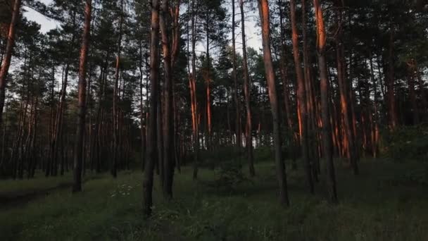POV, caminar a través de un denso bosque de pinos — Vídeos de Stock