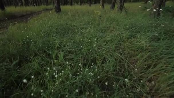 Pov, bir ormandaki kişisel bakış açısı yüksek çimenlerin üzerinde yürüyüş — Stok video