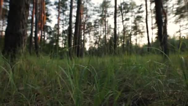 Naturaleza, hierba en un fondo de bosque de pinos, dolly slider — Vídeo de stock