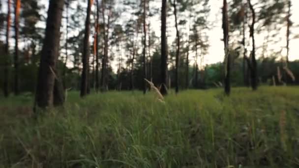 POV, pequeño cazador de animales se cuela en un bosque, perspectiva personal — Vídeo de stock