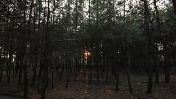 POV, прогулка по плотной сосновый лес — стоковое видео