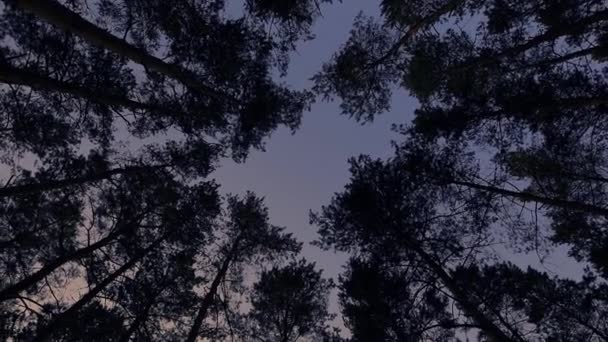 Paisaje mágico con pino y cielo dramático, tonificado — Vídeos de Stock