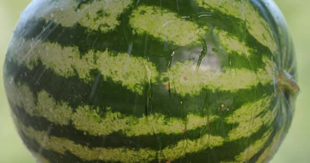 Gieten van water op een verse rijpe watermeloen — Stockvideo