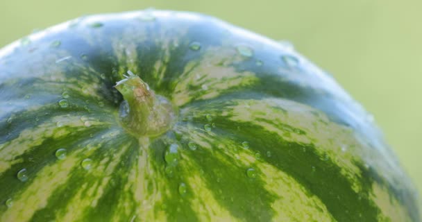 Gieten van water op een verse rijpe watermeloen — Stockvideo
