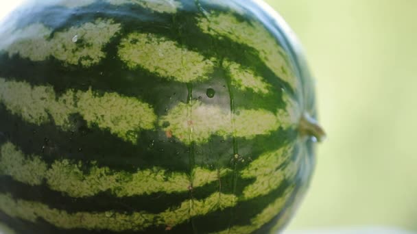 Hälla vatten på en fräsch mogen vattenmelon i slowmotion långsammare på 5 x — Stockvideo