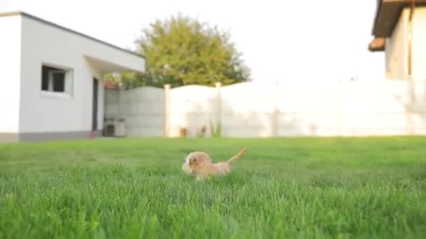 Perro tiene miedo de mí y se escapa en un patio — Vídeos de Stock