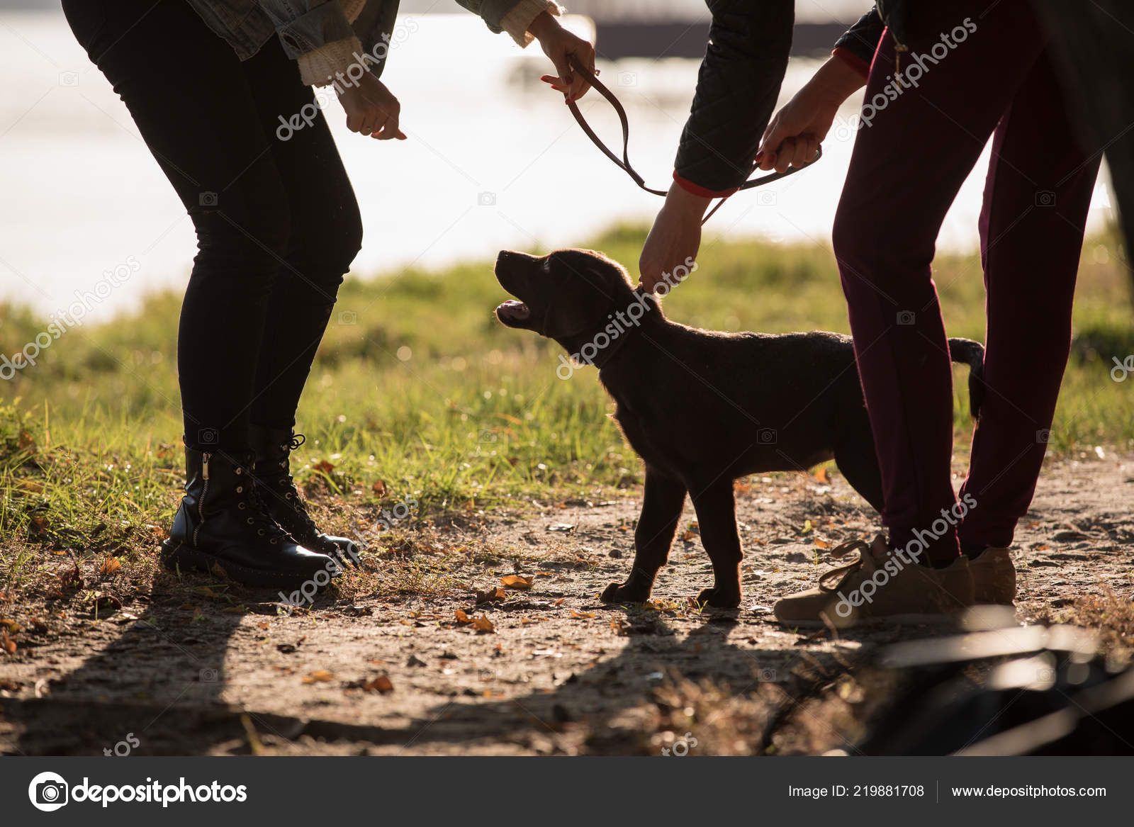 female dog collars and leashes