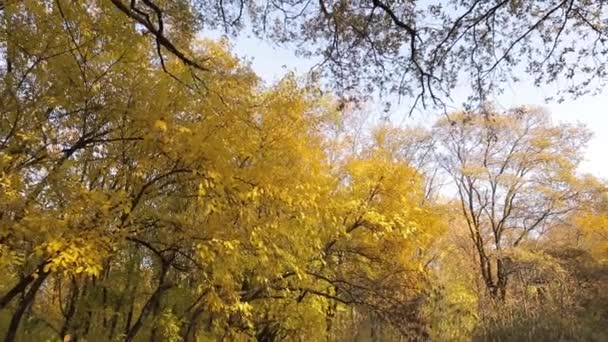 Autumn forest trees, steadicam is flying — Stock Video