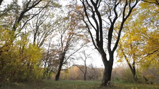 Hombre de chaqueta amarilla huyendo en el bosque de otoño, vista trasera — Vídeo de stock
