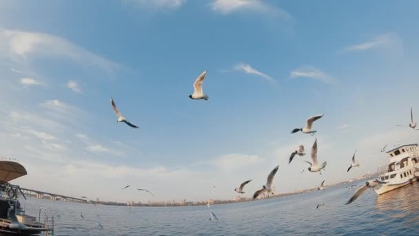 POV, kasta bit bröd för utfodring en fågel flock, slow motion — Stockvideo