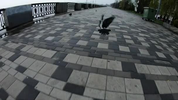 鳩は空に舞い上がる、スローモーション — ストック動画