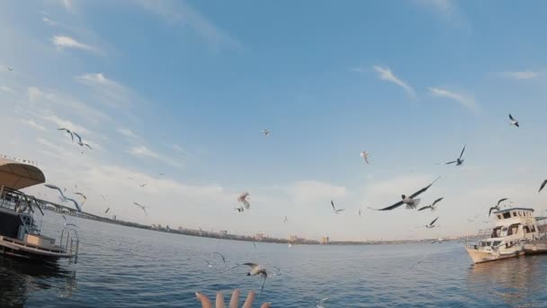POV, hejno racků, pták chytající chléb při létání, pomalý pohyb — Stock video