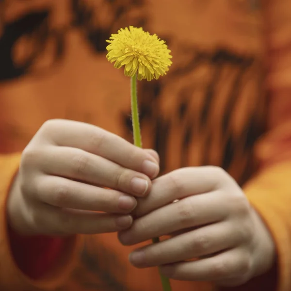Closeup ของดอกแดนดิไลอันในมือเด็กผู้ชาย — ภาพถ่ายสต็อก