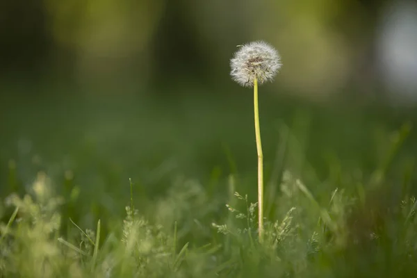 Satu dandelion di rumput — Stok Foto