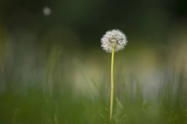 Un diente de león en una hierba —  Fotos de Stock