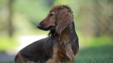 Köpek bir arka bahçede çim oturan