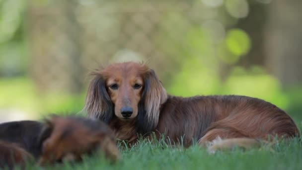 Brązowy pies leżący na trawie w podwórku — Wideo stockowe