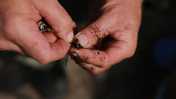 Hombre pescador manos preparando gusano de pesca en gancho de cerca — Vídeo de stock